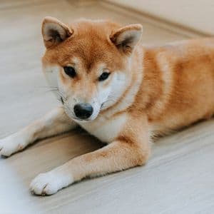 Shiba Inu Traders Withdraw 204 Billion SHIB Amid Sharp Drop In Futures Activity